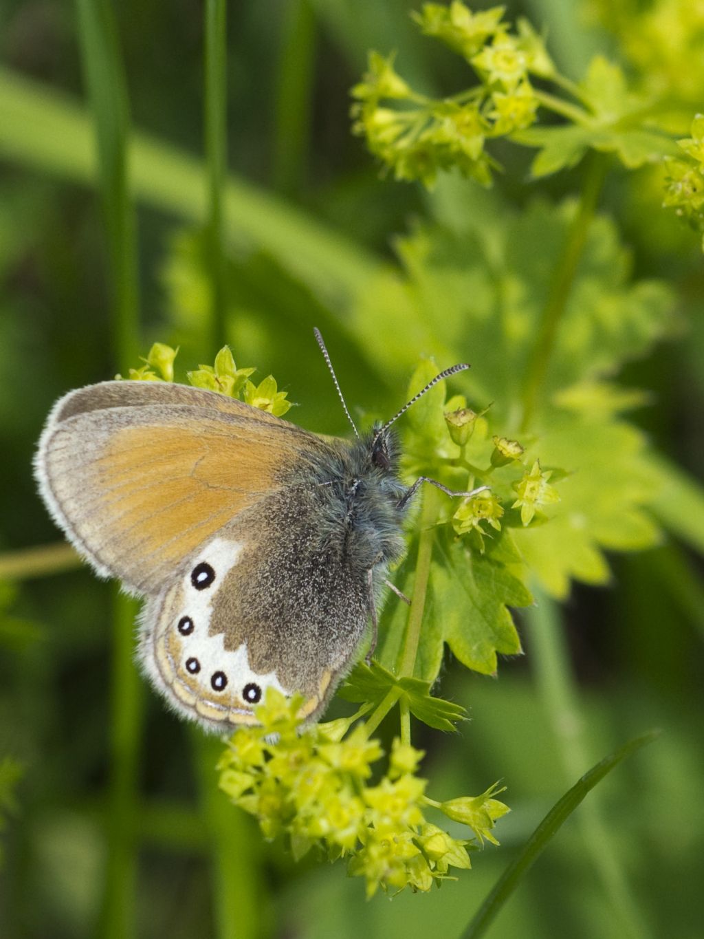 Coenonympha gardetta?